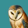 owltheory